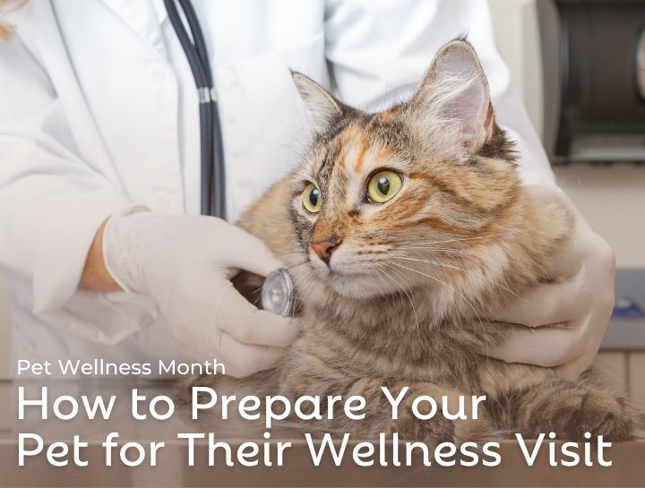 Cat Wellness Visits: How to Prepare