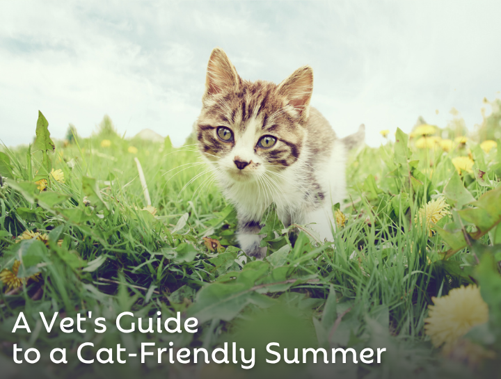 A Vet's Guide to a Cat-Friendly Summer