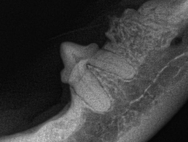 Cat Dental Xray